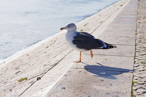 seagull bird nature