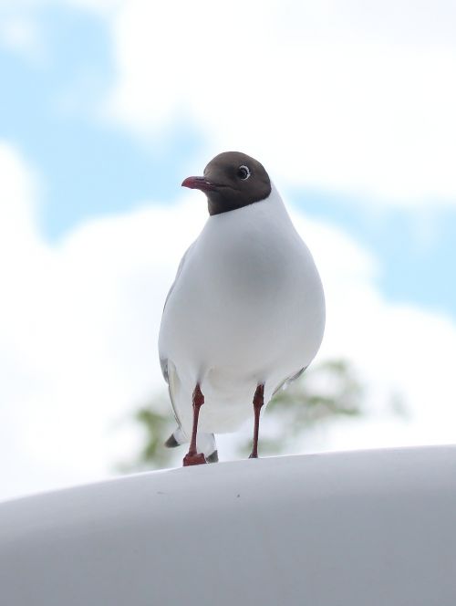 seagull white himmel