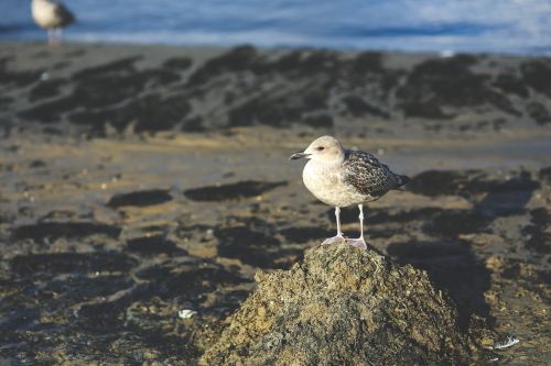 seagull bird sand
