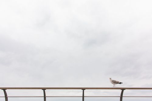 seagull bird sitting