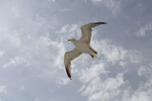seagull flight fly