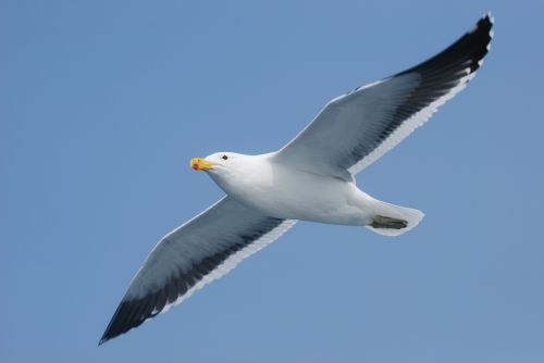 seagull bird fly