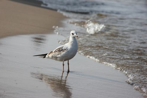 seagull baltic sea beach nature