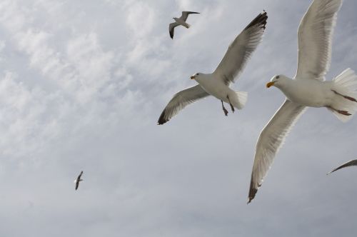 seagull flight fly
