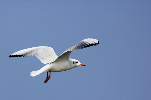 seagull fly sky
