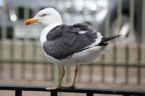 seagull bird water bird