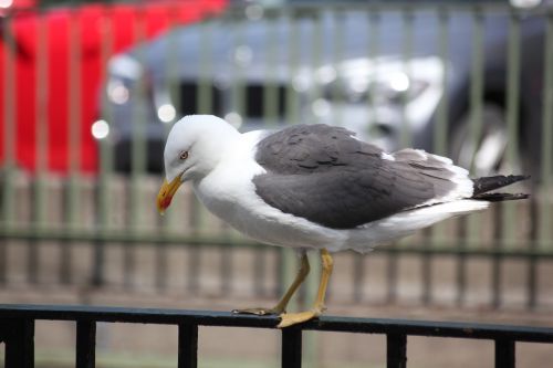 seagull bird water bird