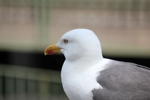 seagull bird water bird