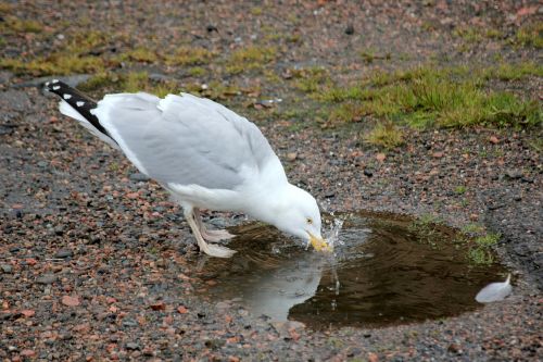 seagull bird water bird