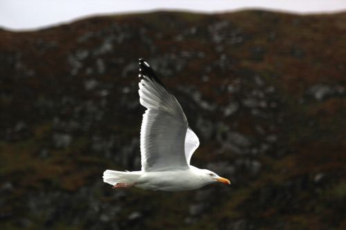 seagull bird water bird