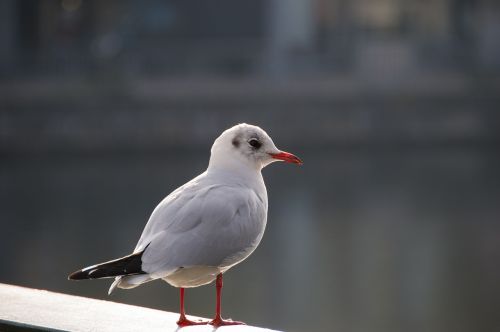 seagull bird city pigeon