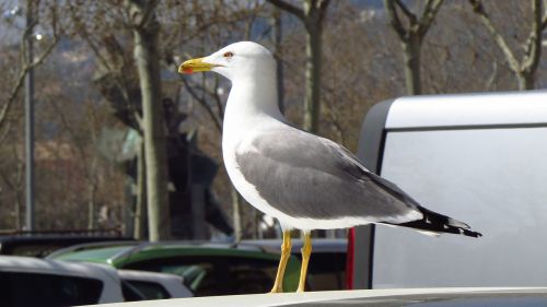 seagull cars walking