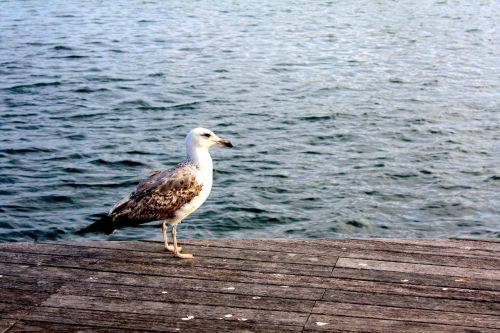 seagull bird water