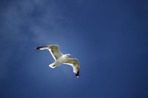 seagull flight wings