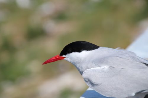 seagull birds sea