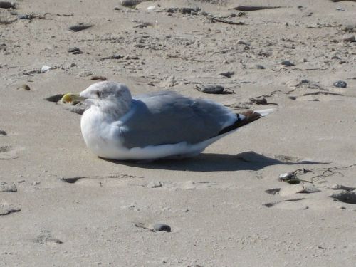 seagull bird sand beach