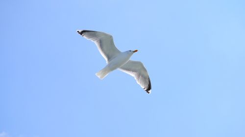 seagull bird sky