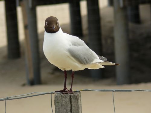 seagull bird bird catching a fish