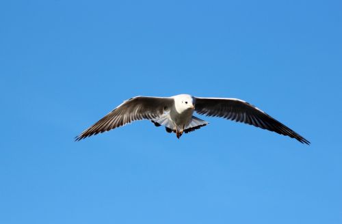 seagull flying bird