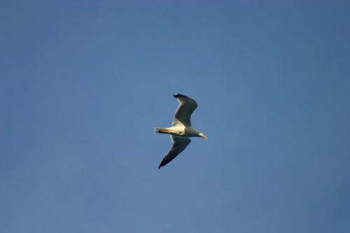 seagull silhouette bird