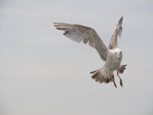 seagull bird gull