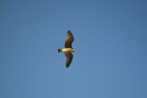 seagull bird wings