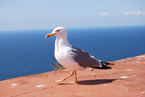 seagull sea eagle sea