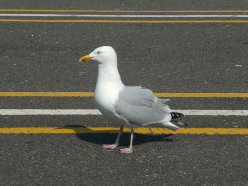 seagull road bird