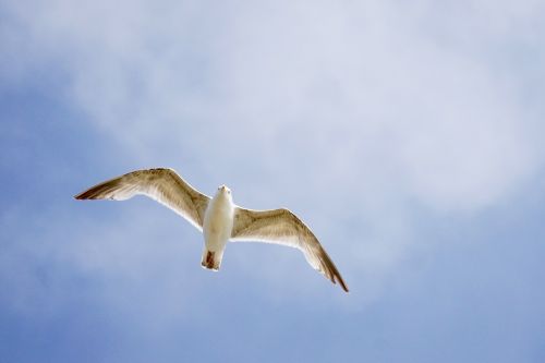 seagull bird from the bottom