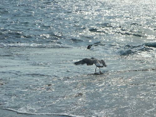 seagull bird sea gull