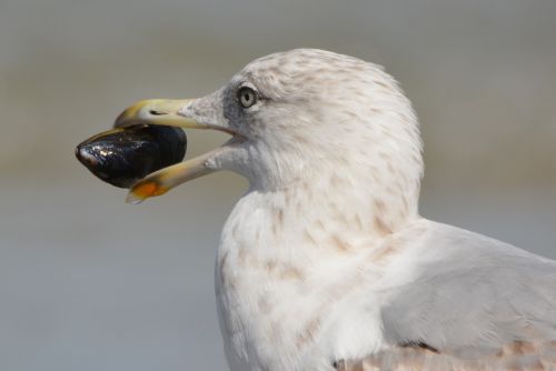 seagull mussel animal