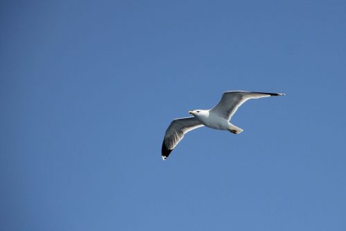 seagull fly sky