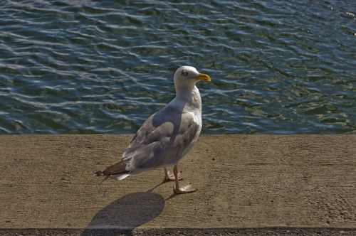 seagull water coast