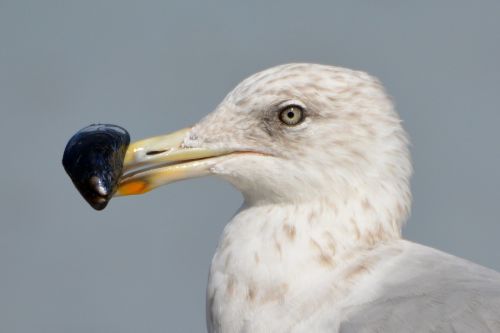 seagull bird nature