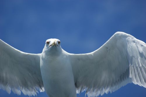 seagull water sea