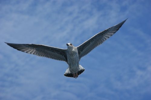 seagull water sea