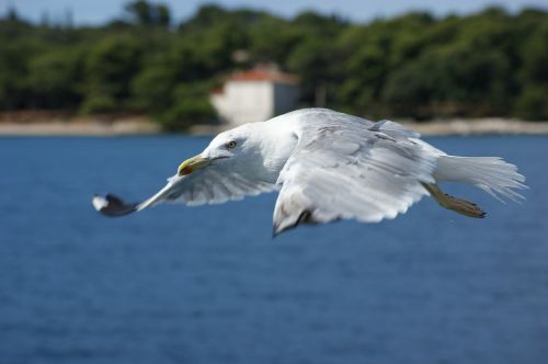 seagull water sea