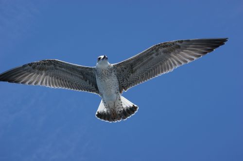 seagull water sea