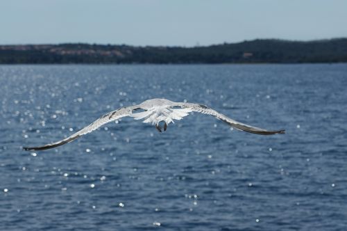 seagull water sea