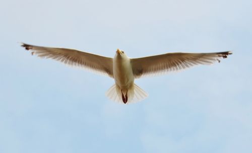 seagull bird flying