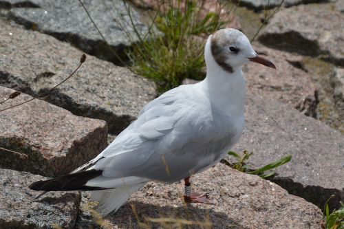 seagull sea summer holiday