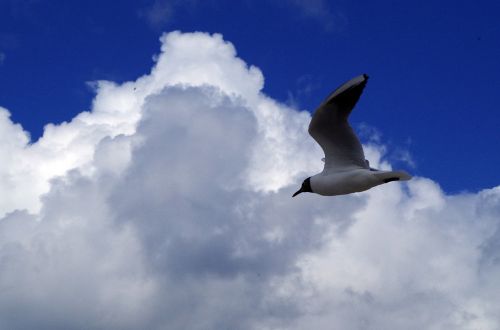 seagull sky nature