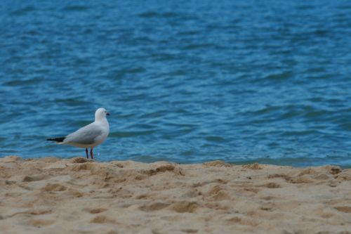 seagull bird beach