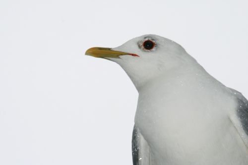 seagull animal portrait bird