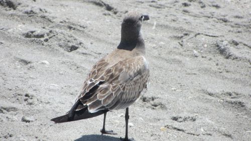 seagull bird nature