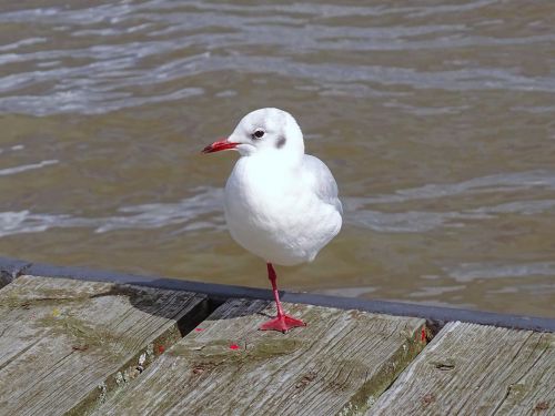 seagull elbe bird