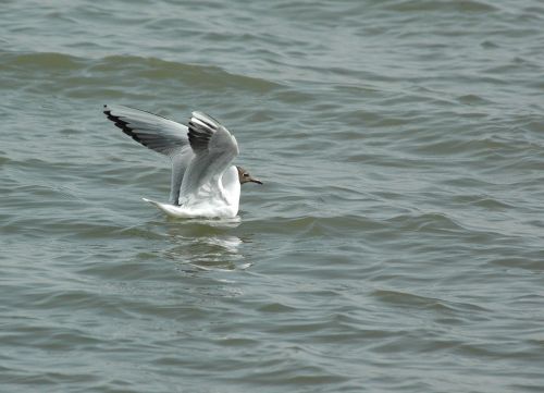 seagull gull water