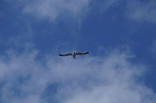 seagull fly sky