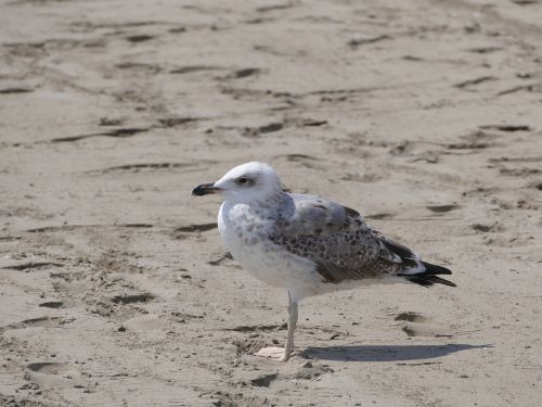 seagull bird beach