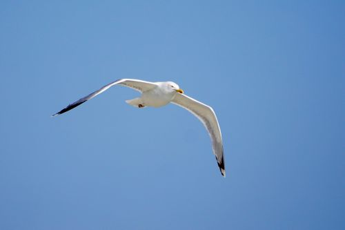 seagull bird fly